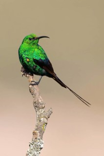 Malachite Sunbird, (Nectarinia famosa), Sunbird, Africa, South Africa, Roads from Malgas to