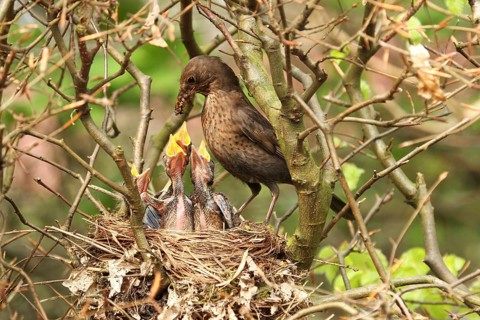 Common Blackbird (Turdus merula) female feed chicks, Lower Saxony, Germany