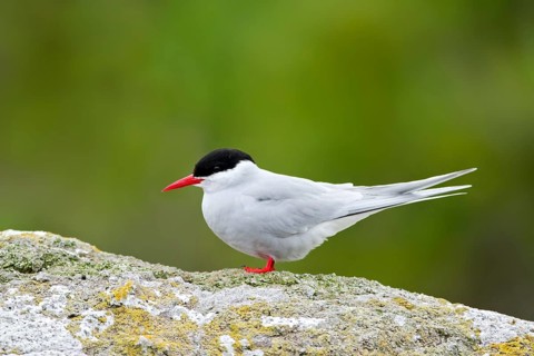 Antarctic Tern (Sterna vittata bethunei), Nord East Island, New Zealand
