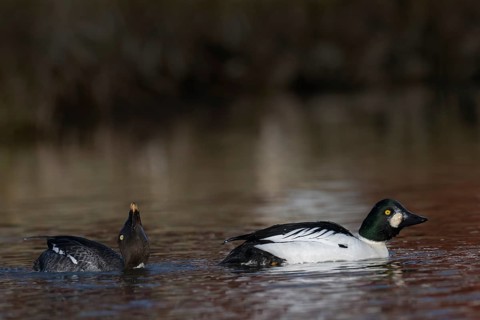 Common goldeneye (Bucephala clangula), Sweden