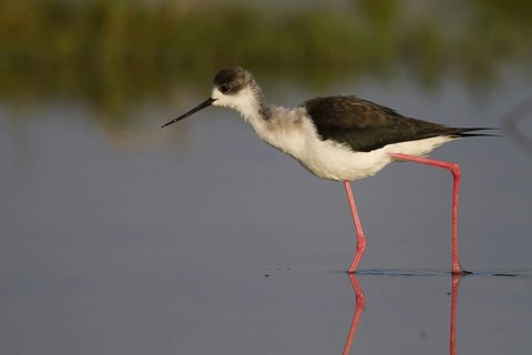 Black-winged Stilt (Himantopus himantopus), Cyprus