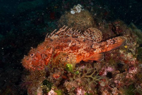 Laterally visible red scorpionfish (Scorpaena scrofa) on the reef, dive site Marine Protected Area