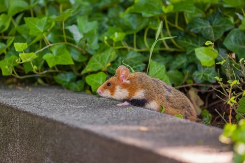 A European hamster (Cricetus cricetus), Eurasian hamster, black-bellied hamster or common hamster,