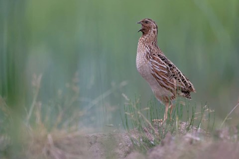 Common Quail (Coturnix coturnix) calling, Saxony, Germany