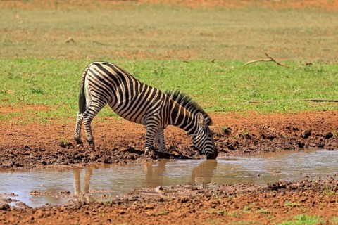 Burchell's zebra (Equus quagga burchelli), Burchell's zebra, adult, at the water, drinking, Mokala