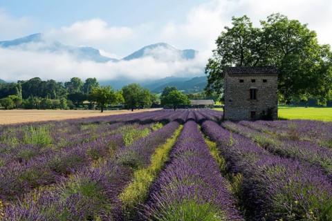 Lavender, lavender blossom, lavender fields, Provence, France, southern France, lavender harvest,