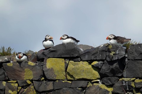 Atlantic puffin (Fratercula arctica) four adult birds on coastal sea rocks England, United Kingdom