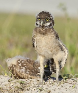 Burrowing Owl (Athene cunicularia) juvenile, Florida, USA