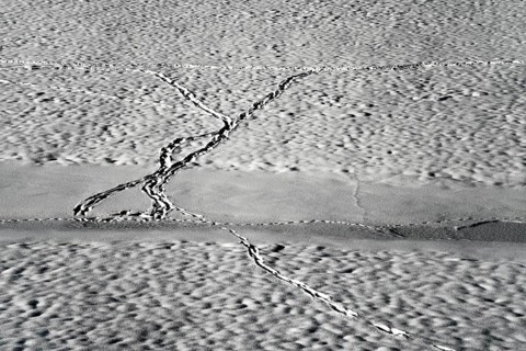 Animal traces in the snow