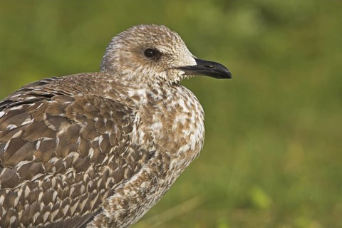 Lesser Black-backed Gull (Larus fuscus), Germany
