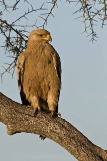 Tawny Eagle (Aquila rapax), Masai Mara, Kenya