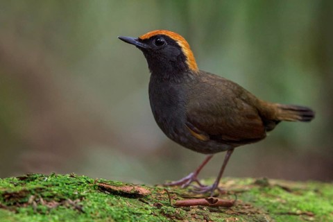 Rufous-capped Antthrush (Formicarius colma) perched on a branch in the Atlantic rainforest of