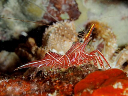 Camel shrimp (Rhynchocinetes durbanensis)