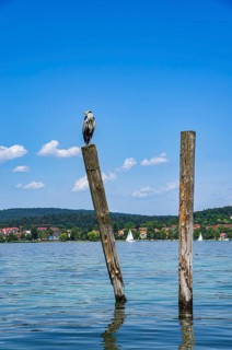 A grey heron sits on a wooden post on the edge of Lake Constance on the island of Reichenau,