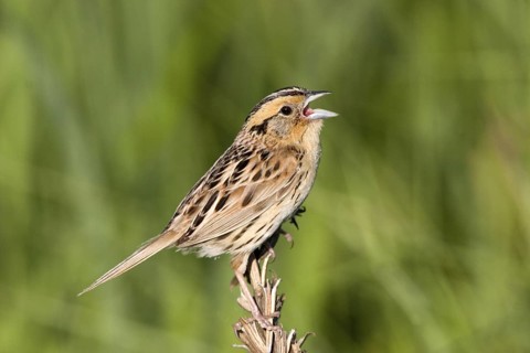 Le Conte's Sparrow Ammodramus leconteii Tamarack, Aitkin County, Minnesota, United States 20 June