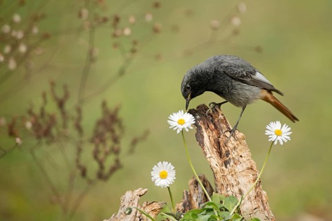 Black Redstart (Phoenicurus ochruros) male perched on a stump, Rimini, Italy