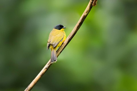 Black-capped Bulbul (Pycnonotus melanicterus) perched on a branch, Sinharaja National Park, Sri
