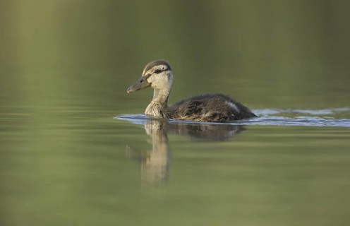 Mallard (Anas platyrhynchos) juvenile, Saxony, Germany