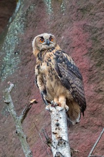 Eurasian Eagle-owl, (Bubo bubo), sitting on a birch trunk, animals, birds, owl, owls,