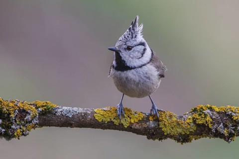 European Crested Tit (Lophophanes cristatus), Carinthia, Austria