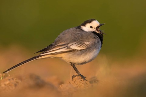 White Wagtail (Motacilla alba) calling, Baden-Wuerttemberg, Germany