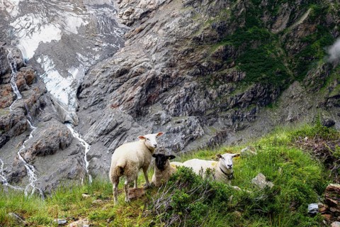Three sheep (Ovis gmelini aries) on a steep mountain meadow, cloudy mountain landscape, Bernese