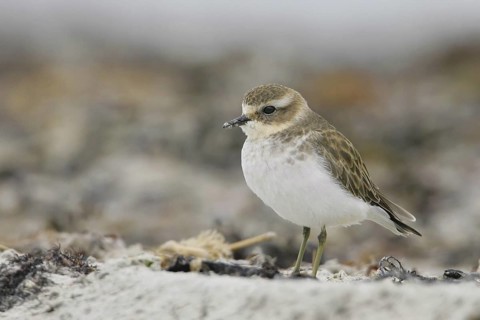 Double-banded Plover (Charadrius bicinctus), South Australia, Australia