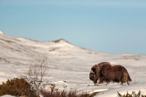A musk ox bull (Ovibos moschatus) in Norway, winter, snow, cold, tundra landscape, October, Norway