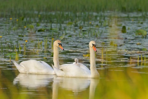 Mute swans (Cygnus olor), juvenile, water, Lower Austria