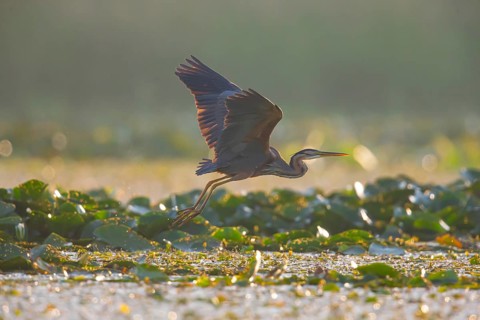 Purple heron (Ardea purpurea), the bird searches for prey in shallow water in the early morning and