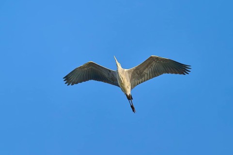 A majestic bird in full wingspan in the clear blue sky, grey heron (Ardea cinerea), spring, bird