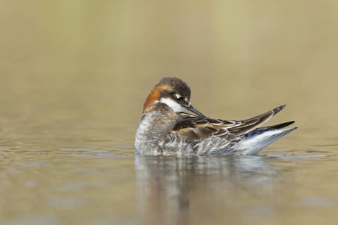 Red-necked Phalarope (Phalaropus lobatus) male, Myvatn, Iceland