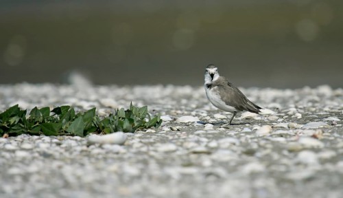 Wrybill (Anarhynchus frontalis), North Island, New, Zealand