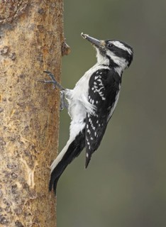 Hairy Woodpecker (Leuconotopicus villosus) female, British Columbia, Canada