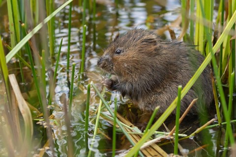 Water vole (Arvicola amphibius) adult animal feeding on a reed plant stem in a pond in the summer,