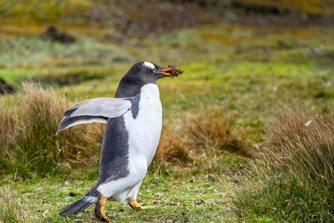 Gentoo penguin (Pygoscelis papua) walking across a grassy area with nesting material in its beak,