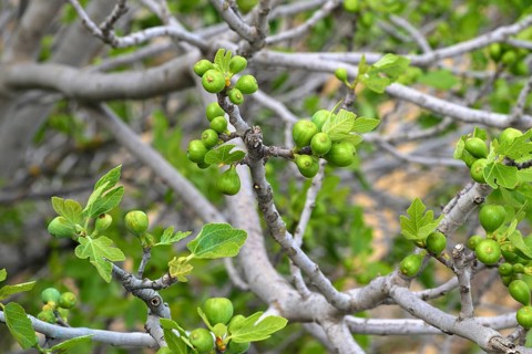 Fig tree with unripe fruit, Ronda, Malaga, Spain