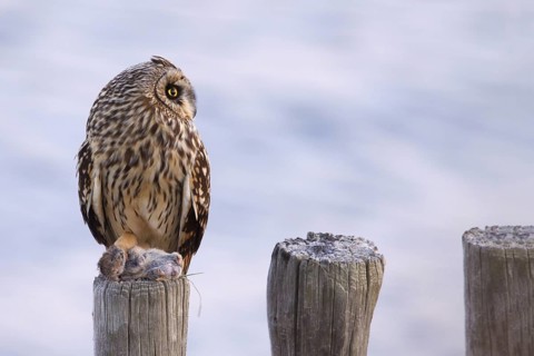 Short-eared Owl (Asio flammeus), Utrecht, Netherlands