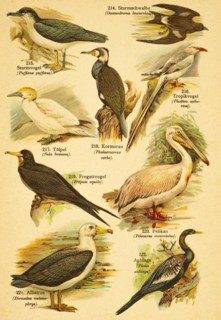 Petrel (Puffinus puffinus), storm petrel (Oceanodroma leucorrhoa), tropicbird (Phaeton aethereus),