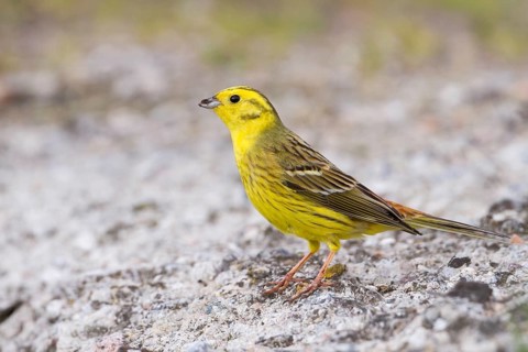 Yellowhammer - Goldammer - Emberiza citrinella ssp. citrinella, Poland