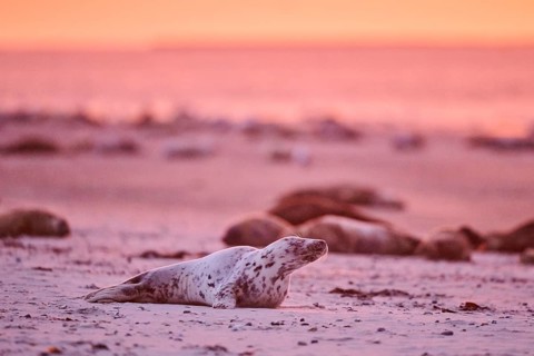 Grey seal (Halichoerus grypus) lying on the beach at sunset, Düne, Helgoland, Schleswig-Holstein,