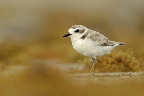 Snowy Plover (Charadrius nivosus), Texas, USA