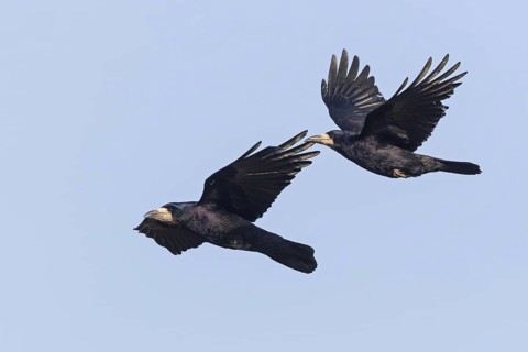 Rook, (Corvus frugilegus), animals, birds, crows, family of corvids, flight photo, two, pair, blue