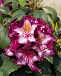 Rhododendron (Rhododendron 'Pushy Purple'), Germany