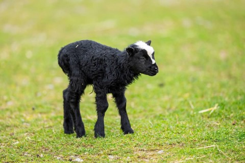Domestic sheep (Ovis orientalis aries), lamb, with black fur standing on a meadow, Bavaria, Germany