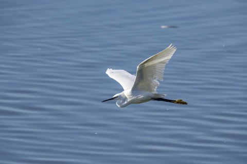Little Egret (Egretta garzetta) Germany