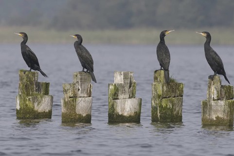 Great Cormorant (Phalacrocorax carbo), Mecklenburg-Western Pomerania, Germany