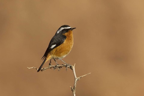 Moussier's Redstart (Phoenicurus moussieri) male, Saxony-Anhalt, Germany