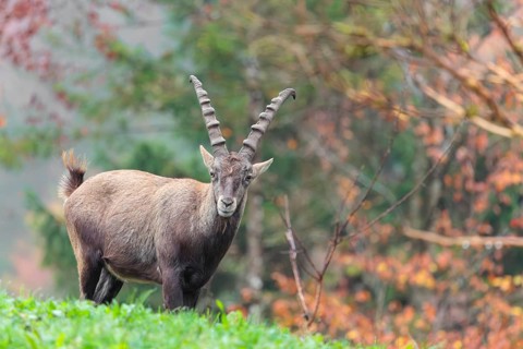 A male ibex (Capra ibex) standing on a cloudy day on a green meadow on top of a hill. A forest in