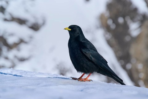 Alpine chough (Pyrrhocorax graculus), single black bird standing in the snow, surrounded by wintry